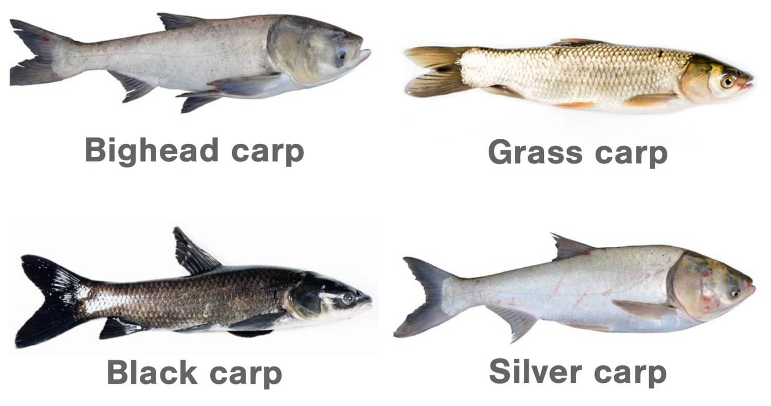 Illustrations of Invasive Asian Carp species