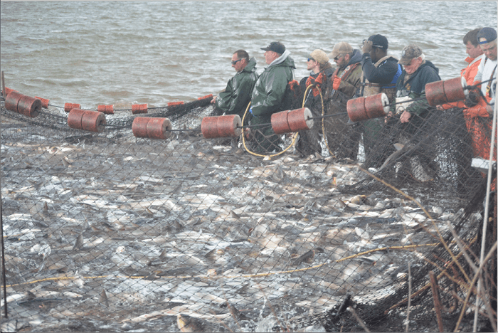 Fishing 1000s of pounds of Asian Carp from the Illinois River