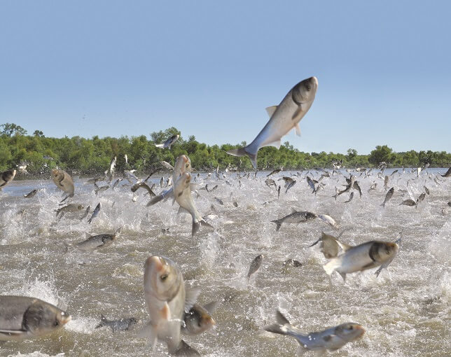 Asian Carp jumping from sound of passing boat