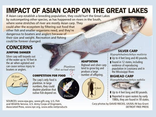 Infographic about Asian Carp in the Great Lakes